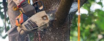 How Our Tree Care Process Works  in Clarkston, WA